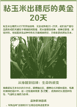 粘玉米种植后几天成熟了