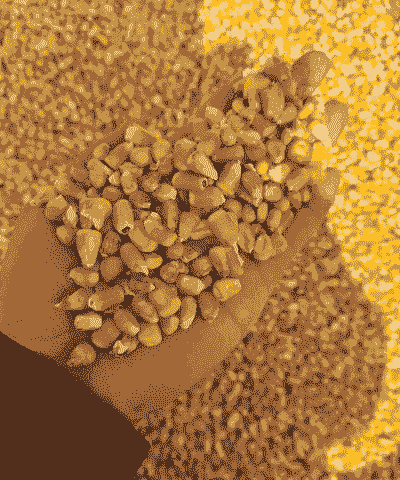 值得种植的玉米种子有哪些