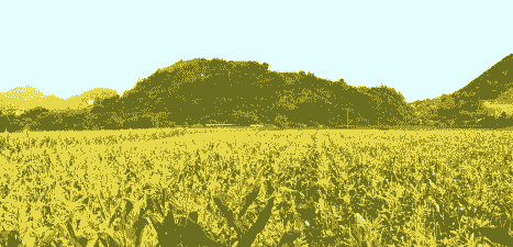 贵州六枝小玉米种植面积