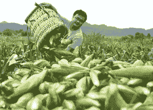 四川种植什么玉米种好