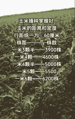 糯玉米种植株距离多远好