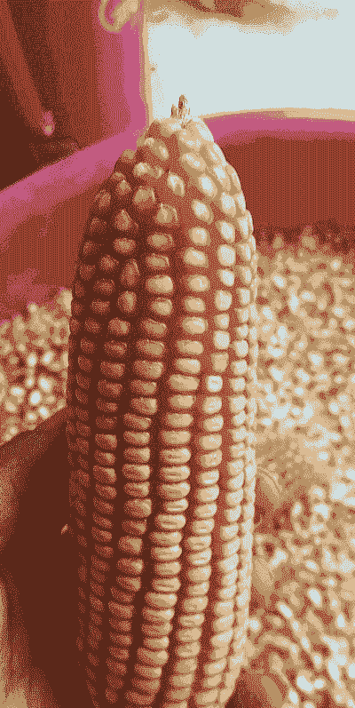 高原种植最好玉米种子品种