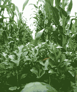 西瓜套种玉米种植可以吗