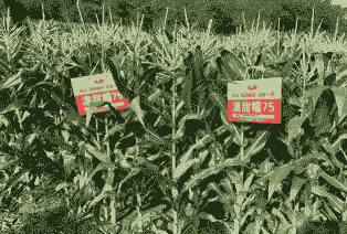 新绛银剑玉米种植基地在哪里