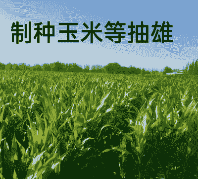 江西制种玉米种植基地在哪里