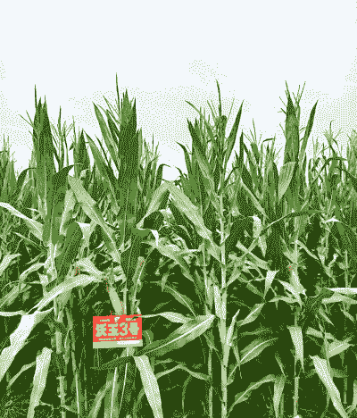 什么玉米种在河北省种植