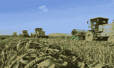 突泉县玉米种植面积多少亩