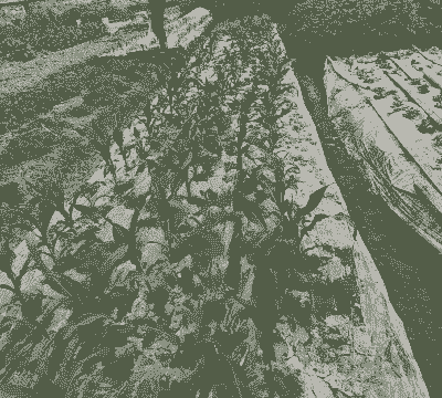 玉米种植盖土多厚合适呢