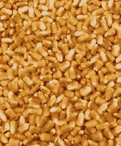 适合河南种植的高产玉米种子