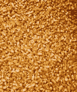 适合山东种植的玉米种子