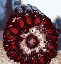 如何种植红色玉米种子呢