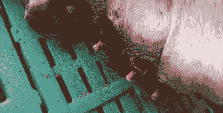 母猪产后10天乳房出血