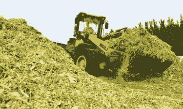 青储玉米种植技术全过程