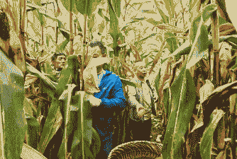 四川的玉米种植面积多大