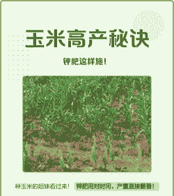 钾肥怎样用玉米种植的好