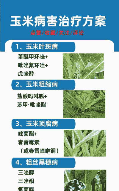 糯玉米种植病虫害防治措施