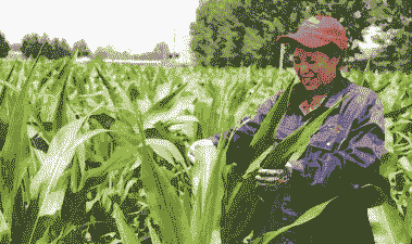 鞍山玉米种植区域在哪个位置
