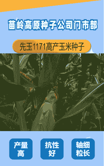 贵州种植的玉米种子是什么