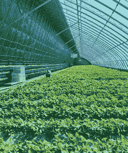 哪里有草莓玉米种植园的