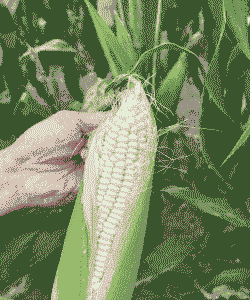 澄海自摘玉米种植基地在哪里