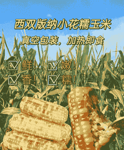 什么玉米种植好卖一些呢