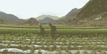 马关本地玉米种植基地在哪里