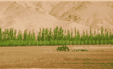 东达沙漠玉米种植时间是多少