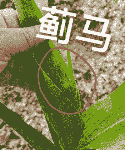 蓟马用玉米种植可以吗