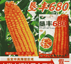 玉米种子哪种适合山西种植