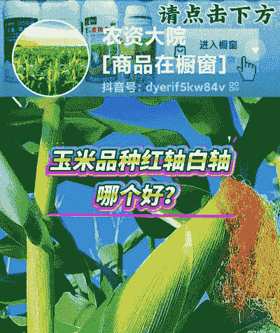 玉米种植是红轴还是白轴