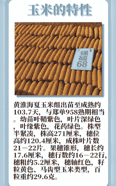 玉米种植一亩用多少种子