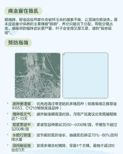 玉米种植多穗是什么原因