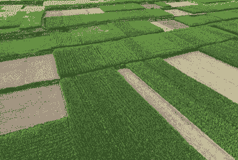 四川万亩玉米种植面积