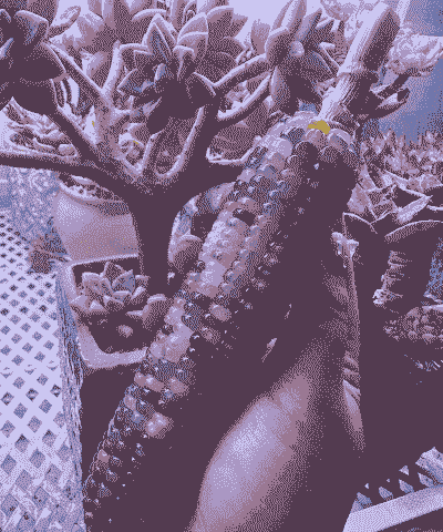 文玩小五彩玉米种植时间