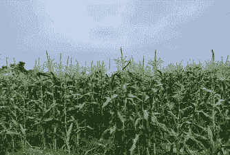 玉米种植地一般在哪里