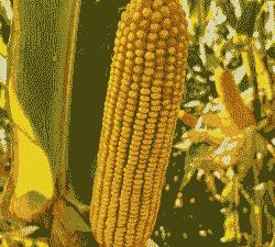 内蒙古适合种植玉米种子