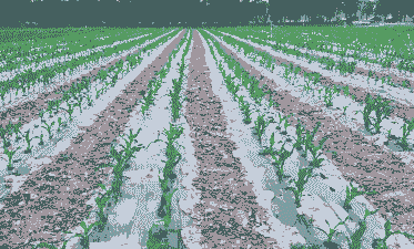 早春玉米种植二次盖膜