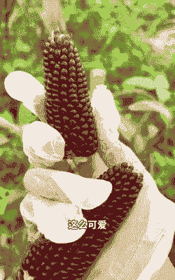 草莓玉米种子种植全过程