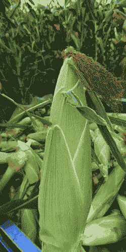 平遥县玉米种植品种有几种