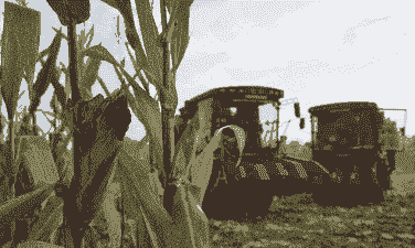 玉米种植到收割的全过程