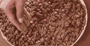 花超玉米种植技术全过程