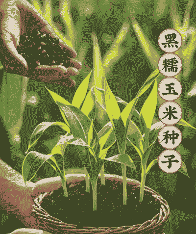 黑糯玉米种子怎样种植的