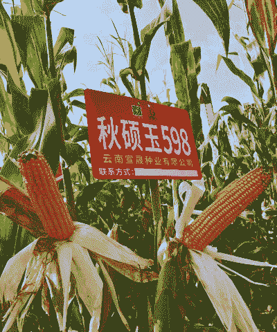 玉米种植最火的品种有哪些