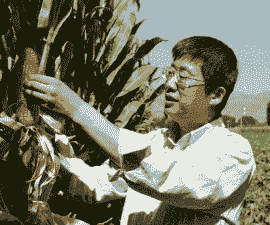玉米种植发明者是谁啊