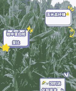 小麦和玉米种植的重要性