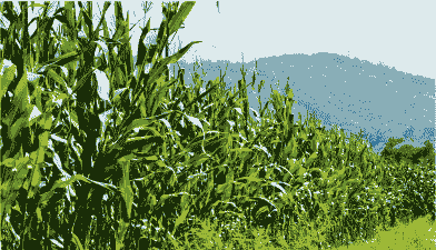 蓝季玉米种植条件要求有哪些