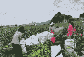 贵州糯甜玉米种植基地有哪些