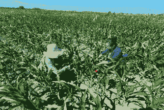 塔城早播玉米种植基地在哪里