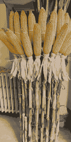 适合长春种植的玉米种子