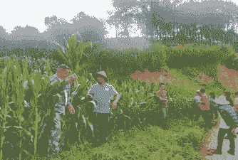 玉米种植人员要求标准是什么